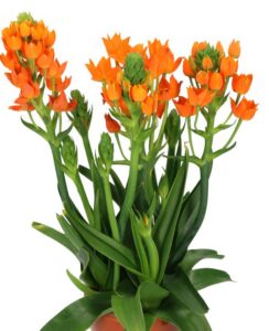 Ornithogalum Dubium