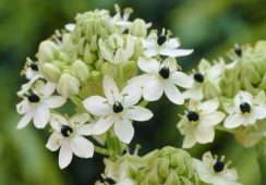 Ornithogalum Arabicum