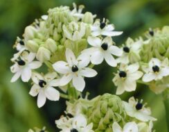 Ornithogalum arabicum