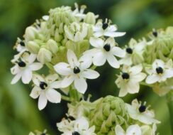 Ornithogalum Arabicum