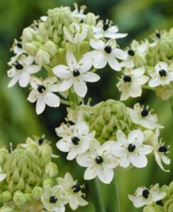 Ornithogalum arabicum