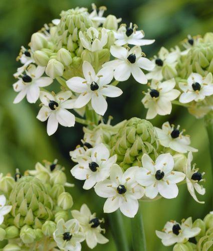 Ornithogalum arabicum Ornithogalum arabicum