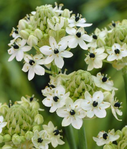 Ornithogalum arabicum