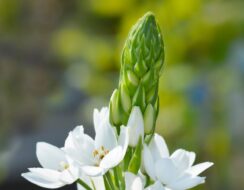 Ornithogalum Thyrsoides