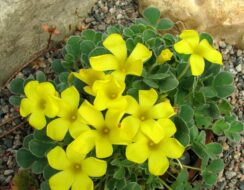 Oxalis Ken Aslet