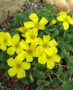 Oxalis Ken Aslet