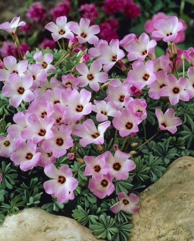 Oxalis Adenophylla Oxalis Adenophylla