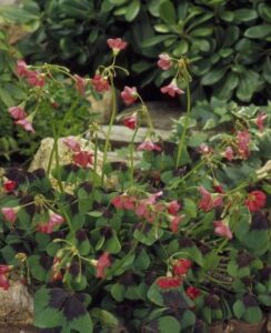 10 Free Oxalis Iron Cross