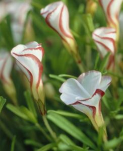 Oxalis Versicolor