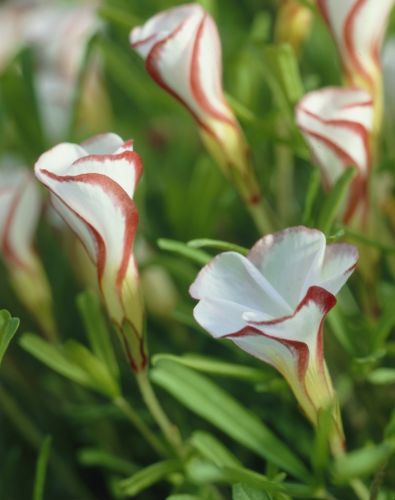 Oxalis Versicolor - Anglia Bulb Company