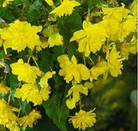 Begonia Cascade Yellow
