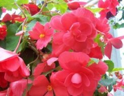 Begonia Cascade Pink