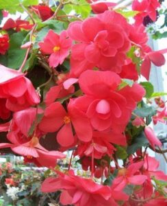 Begonia Cascade Pink