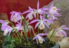 Pleione Formosana