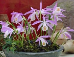 Pleione Formosana