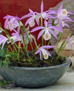 Pleione Formosana
