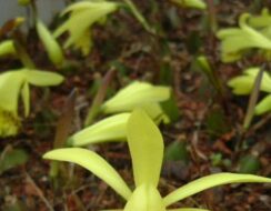 Pleione Forrestii