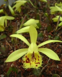 Pleione Forrestii