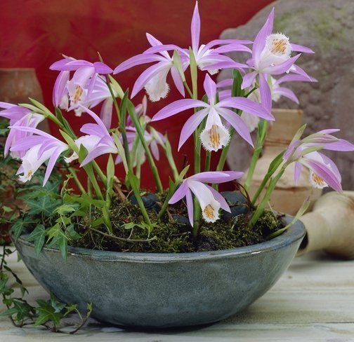 Pleione formosana