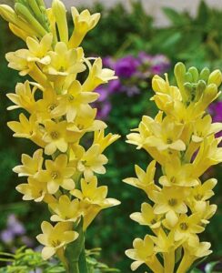 Polianthes Chia Nong – Super Gold
