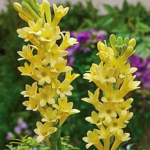 Polianthes Chia Nong - Super Gold