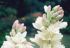 Polianthes The Pearl