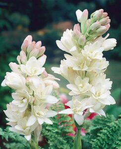 Polianthes The Pearl