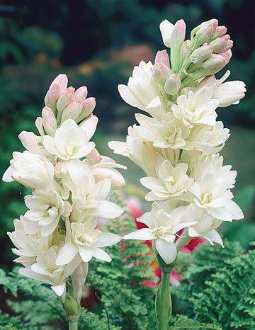 Polianthes The Pearl Polianthes The Pearl