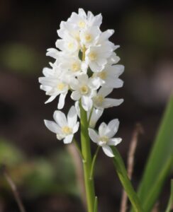 Puschkinia Libanotica Alba