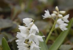 Puschkinia Libanotica Alba