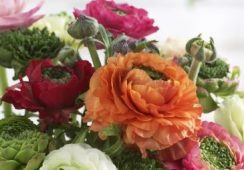 Ranunculus Asiaticus Mix