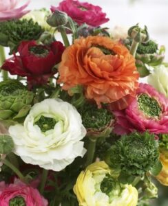 Ranunculus Asiaticus Mix