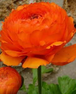 Ranunculus Asiaticus Orange