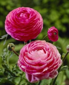 Ranunculus Asiaticus Pink