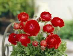 Ranunculus Asiaticus Red