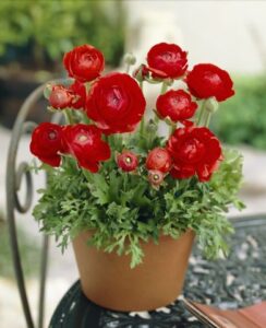 Ranunculus Asiaticus Red