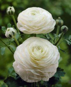Ranunculus Asiaticus White