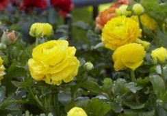 Ranunculus Asiaticus Yellow