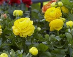 Ranunculus Asiaticus Yellow