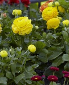 Ranunculus Asiaticus Yellow