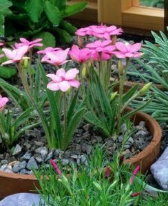 Rhodohypoxis Ruth