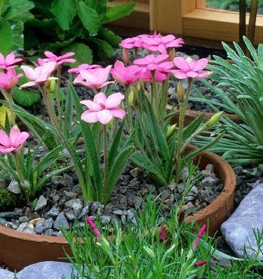 Rhodohypoxis Ruth Rhodohypoxis Ruth