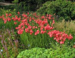 Schizostylis coccinea