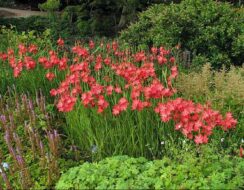 Schizostylis Coccinea