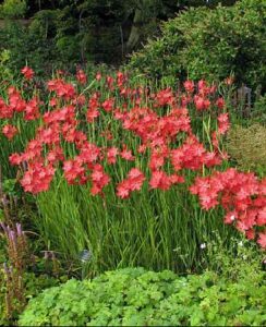 Schizostylis coccinea