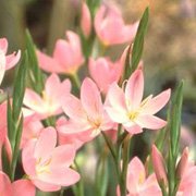 Schizostylis Rosea