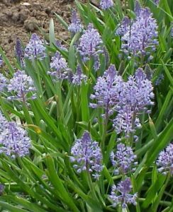 Scilla Litardierei
