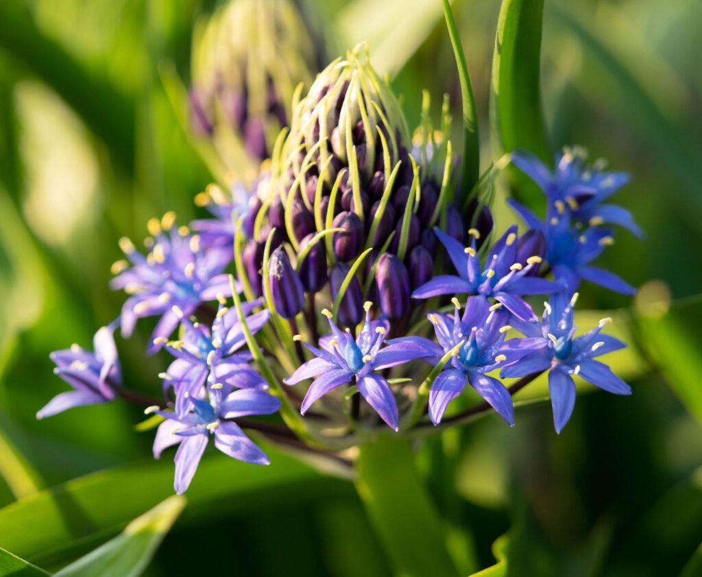 Scilla Peruviana - Anglia Bulb Company