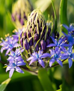 Scilla Peruviana