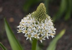 Scilla Peruviana White Moon